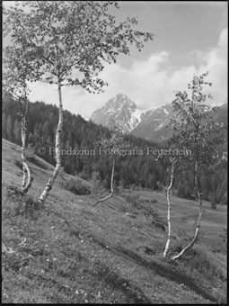 Stimmungsbild, Birken bei Tarasp (Piz Plavna)
