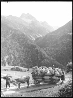 Ardezer Alpen