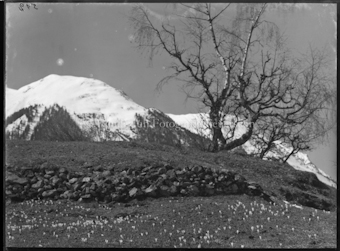 Motiv, abschüssige Wiese mit Bäumen, im Hintergrund Berge