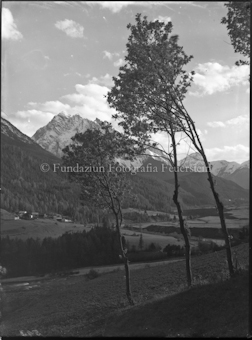 Motiv, hochstämmige Bäume im Wind, im Hintergrund Berge