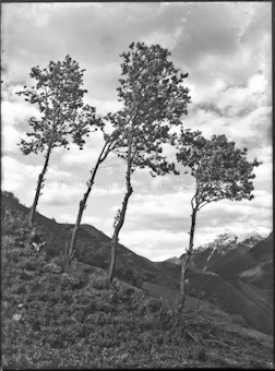 Motiv, Bäume vor Berghintergrund