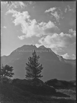 Motiv, Engadiner Berg im Abendlicht, Vordergrund Nadelholzbaum