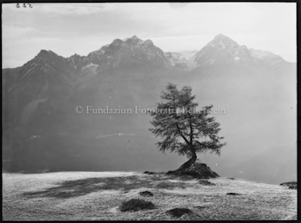 Motiv, Engadiner Berg im Abendlicht, Vordergrund Nadelholzbaum
