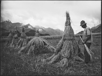 Erntemotiv aus Scuol