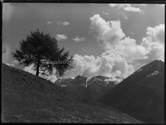 Motiv, Abhang mit Nadelbaum, im Hintergrund Bergkette, Wolken