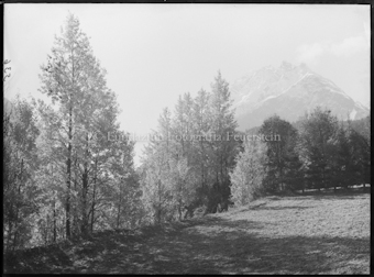 Engadin, Wiese mit Birke
