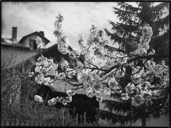 Frühlingsmotiv