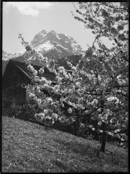 Engadin, Bäume und Bauernhaus, Berg im Hintergrund