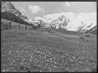 Motiv, Blumenwiese mit Bergpanorama im Hintergrund