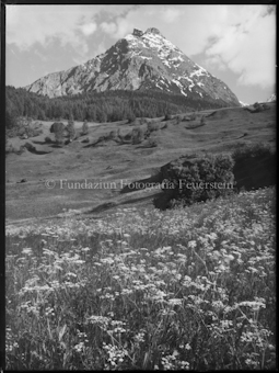 Motiv, Blumenwiese mit Berg im Hintergrund