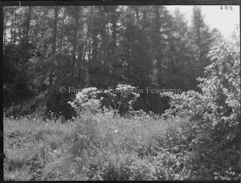 Engadin, Blumenwiese mit Wald im Hintergrund