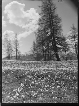 Motiv, Blumenwiese mit Lärchen im Hintergrund