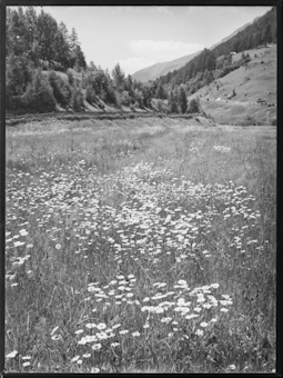 Motiv, Blumenwiese mit Abhängen im Hintergrund