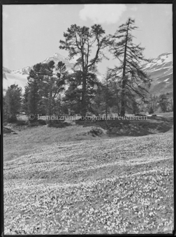 Motiv, Wiese mit Baumbestand, im Hintergrund Berge