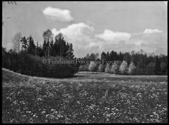 Blumenwiese mit Waldrand