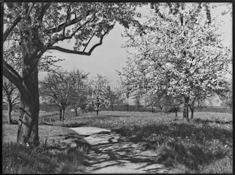 Motiv, Obstbäume