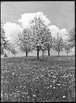 Motiv, Obstbäume