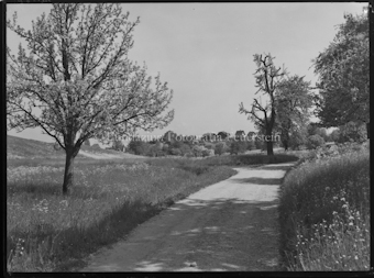 Feldweg mit Bäumen