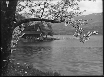 Seebucht, blühender Kirschenzweig, Frühling