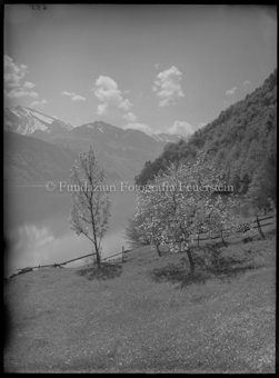 Voralpensee mit blühenden Bäumen