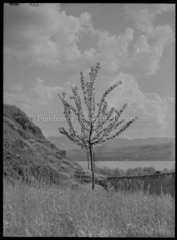 Blühender Baum auf einer Wiese, Zürichsee im Hintergrund