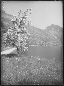 Uferpartie mit blühendem Baum
