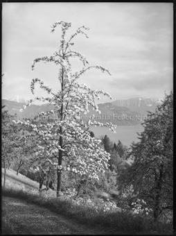 Seelandschaft mit blühendem Baum