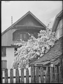 Blühender Baum zwischen Bauernhäusern