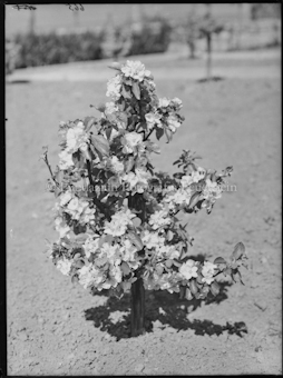 Blühendes Bäumchen