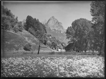 Wiesenlandschaft mit Bäumen, im Hintergrund grosser Mythen