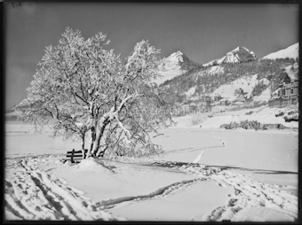 Piz Julier und Albana mit Raureifbaum