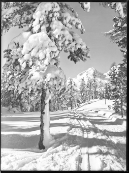 Wintermotiv mit Piz Albana am Statzersee