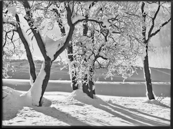 Wintermotiv Gegenlicht bei St. Moritz