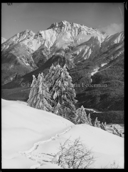 Winterstudie mit Schellenberg