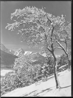 Wintermotiv von Garten Könz aus