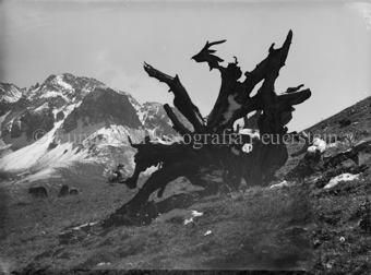 Baumstrunk im Nationalpark in der Kampfzone