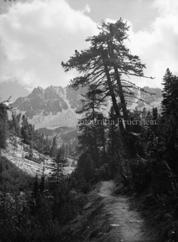 Piz Tavrü mit Weg und Tannen