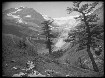 Palügletscher mit Baum ganz rechts
