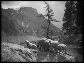 Schafgruppe am Morteratsch, ein Schaf liegend