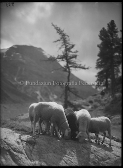 Schafgruppe am Morteratsch, ein Schaf schwarz in der Mitte