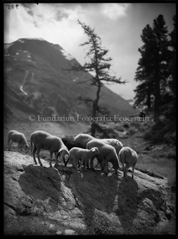 Schafgruppe am Morteratsch, ein Schaf in der Mitte