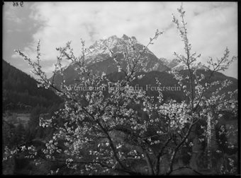 Frühlingsmotiv, Piz Corvatsch mit blühendem Apfelbaum