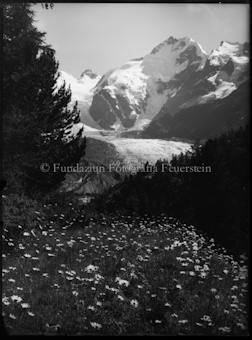 Piz Bernina mit Margeriten im Vordergrund