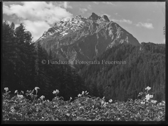 Piz Pisoc mit Kartoffelblüten