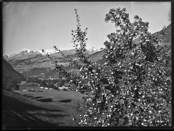 Ilanz, Apfelbaum mit Früchten