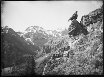 Adler im Ducantal