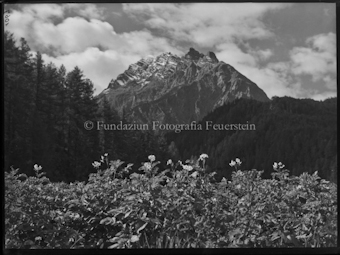 Piz Pisoc mit Kartoffelblüten