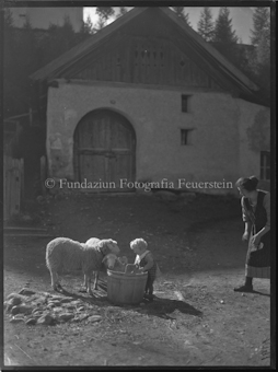 Schafbild Dorfidyll, Kind Campell mit zwei Schaf