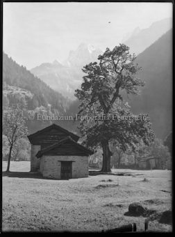 Bergell, Kastanienbaum bei Bondo
