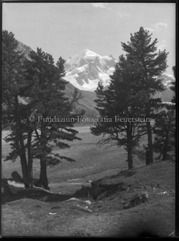 Roseggtal, Piz Roseg, links und rechts je drei Bäume